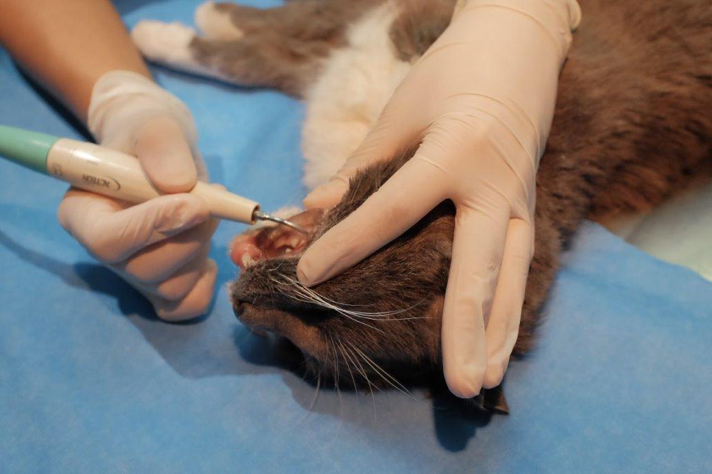 Galerie - Veterinaire Puteaux Lalue #19