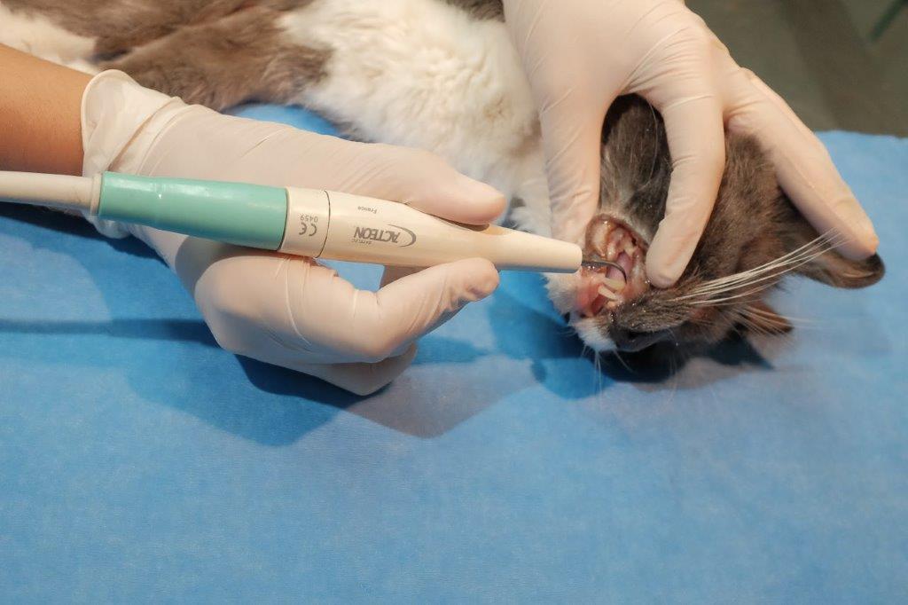 Galerie - Veterinaire Puteaux Lalue #13