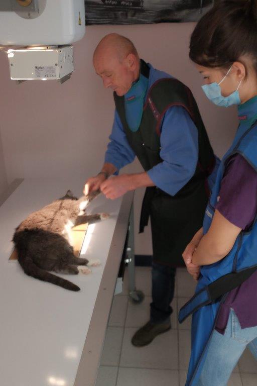 Galerie - Veterinaire Puteaux Lalue #7