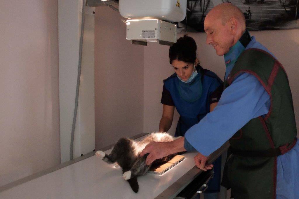 Galerie - Veterinaire Puteaux Lalue #9