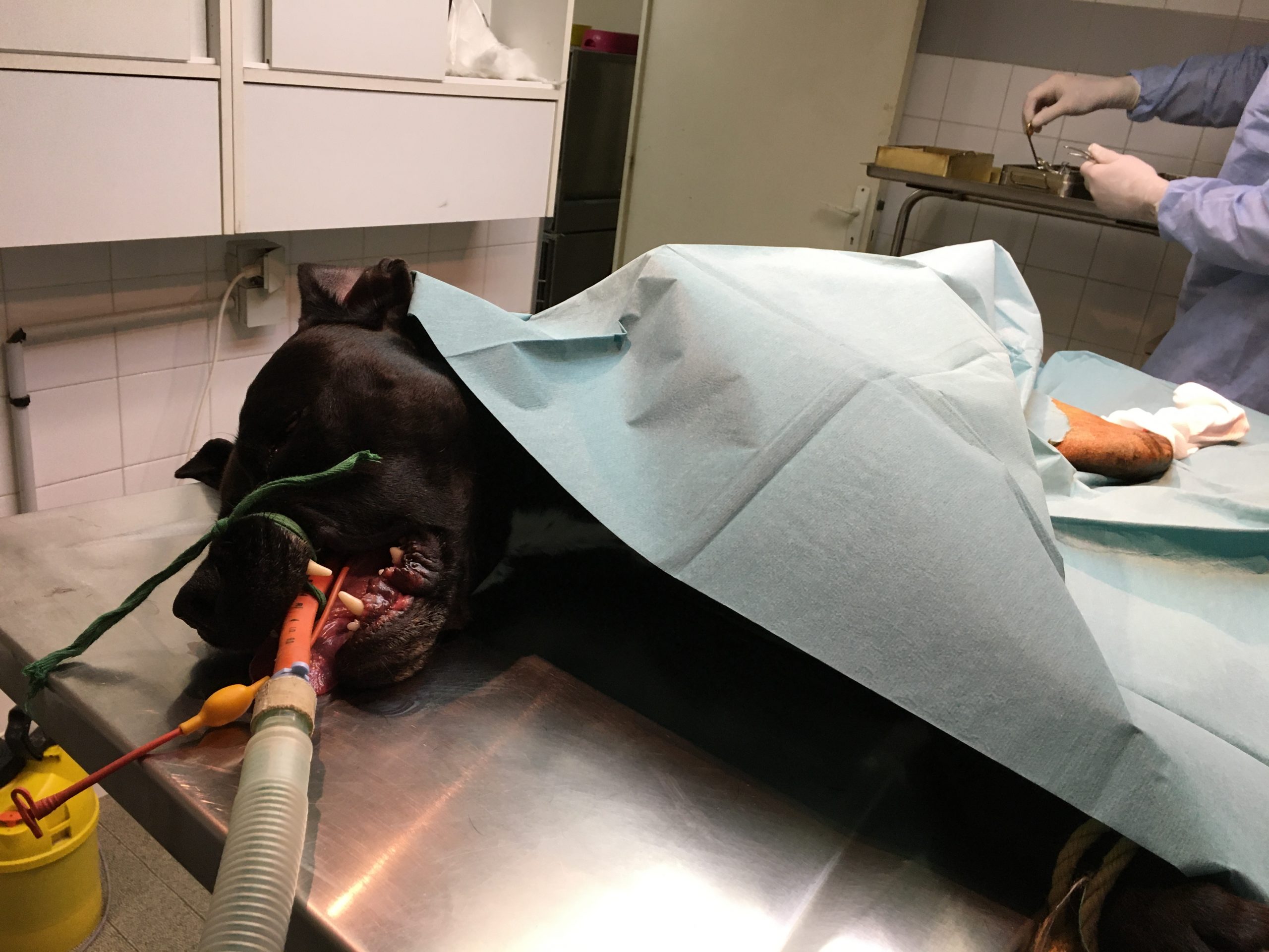 Galerie - Veterinaire Puteaux Lalue #15