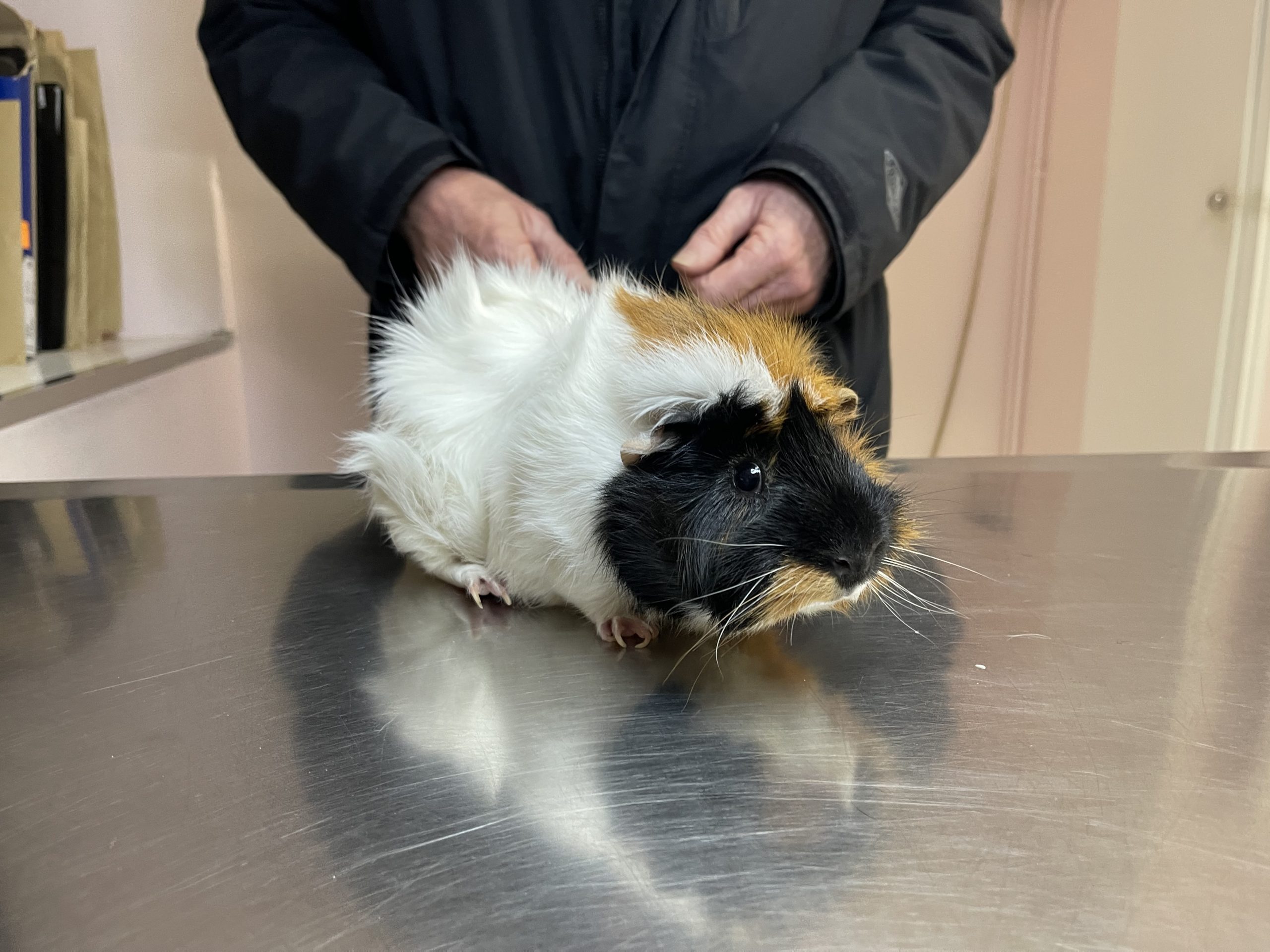 Galerie - Veterinaire Puteaux Lalue #26